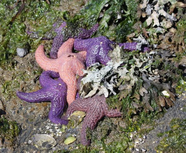 Sea Stars at Spring Tide, the result of the full moon rising